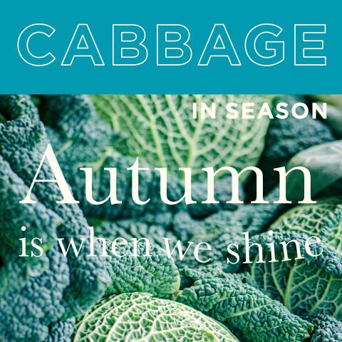 Cabbage in season